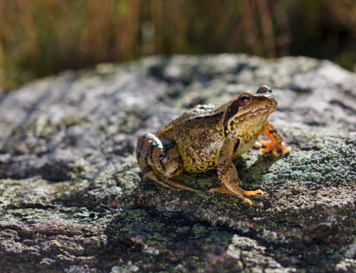 Frog Foam Could be Used to Boost Health Treatments